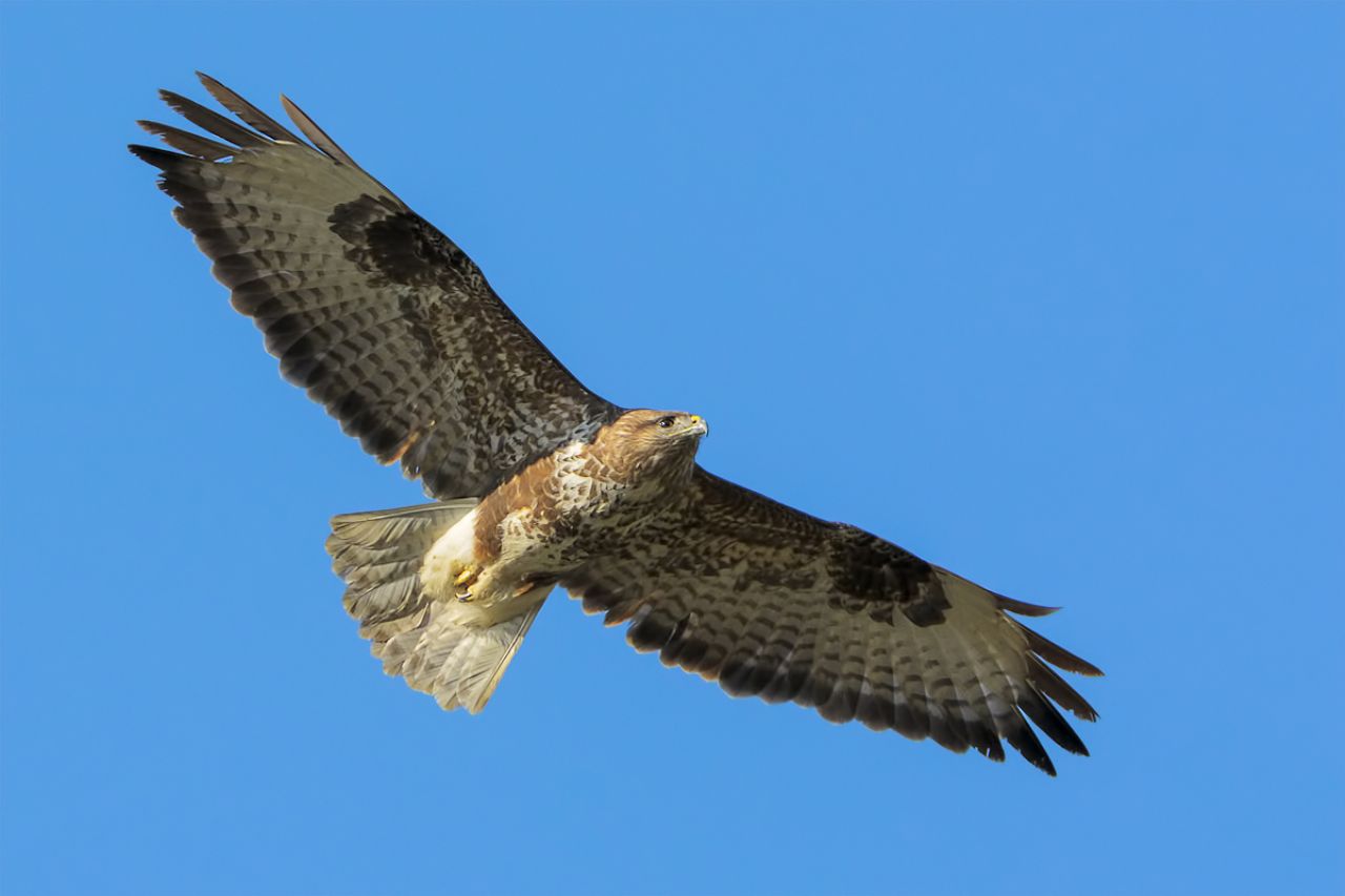 Poiana (Buteo buteo)